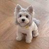 Dog German velvet warm four-legged clothes autumn and winter than bear teddy small dog cat pet bottoming shirt loungewear