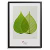 Mitchy Art Leaf Hugging A3 Canvas Panel Painting Black Frame 32x43cm Interior