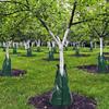 Tree Watering Bag Slow Release, Tree Bags for Watering 5~8 Hours Drip Irrigation Watering Bag Made of PVC for New Tree Fruit Established Tree