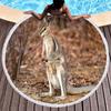 Kangaroo Round Beach Towel with Tassels, Microfiber Quick Dry Beach Blanket Sand Free Quick Dry Yoga Mat Circle Swim Pool Towel