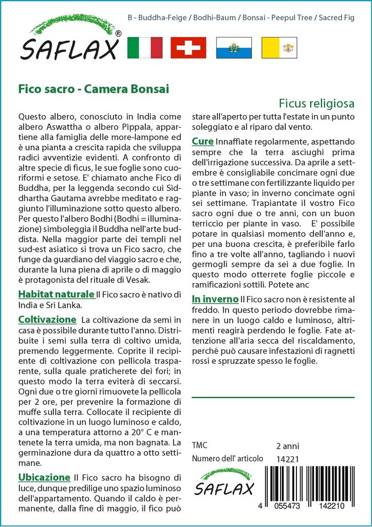 SAFLAX Bonsai - Peepul Tree / Sacred Fig - 100 Seeds - Ficus Religiosa