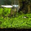 Transparent Aquarium Fish Tank Shrimp Food Feeding Circle Glass Feeder Floating Bottom Feeder Fish Shrimp Aquarium Accessories