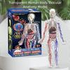 Transparent Human Body Structure Model With Glow-in-The-Dark Human Model For Classroom