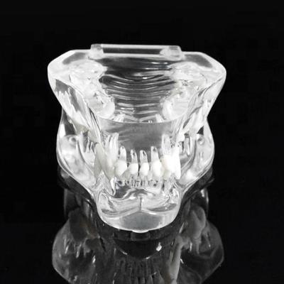 Transparent Dental Animal Resin Teeth Dog Cat Rabbit Educational Dental Teaching Canine Structurally Accurate