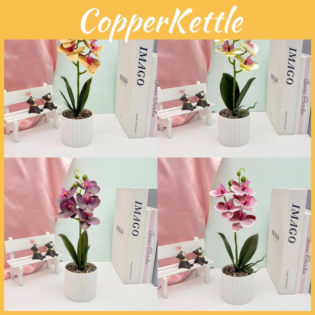 Potted Flower Phalaenopsis Plant For Wedding Home And Commercial Decoration
