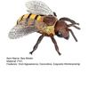 Bienenmodell Klare Textur Realistisches Lebendiges Aussehen PVC Miniatur Simulation Honigbiene Tierskulptur Heimdeko