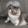 Pet Wigs, Role-playing Props, Funny Dogs and Cats, Cross-dressing Hair Hats, Costumes, Pet Supplies, Head Accessories