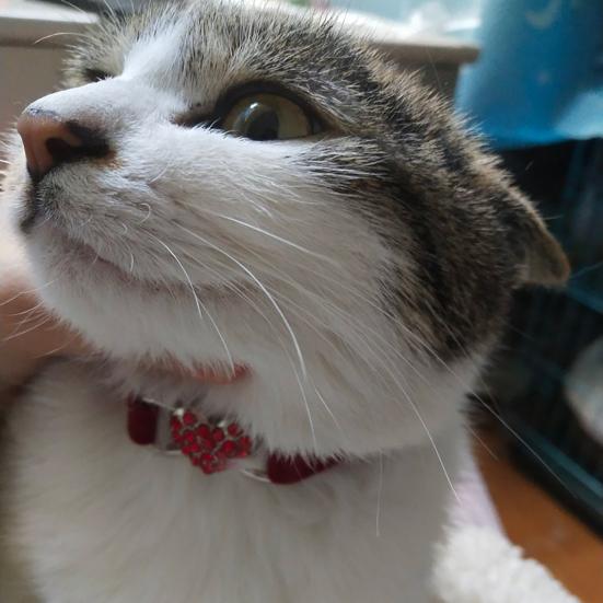 Yousheng Cat Collar Skin-friendly Adjustable Multi-color Safety Belt Pet Necklace Pet