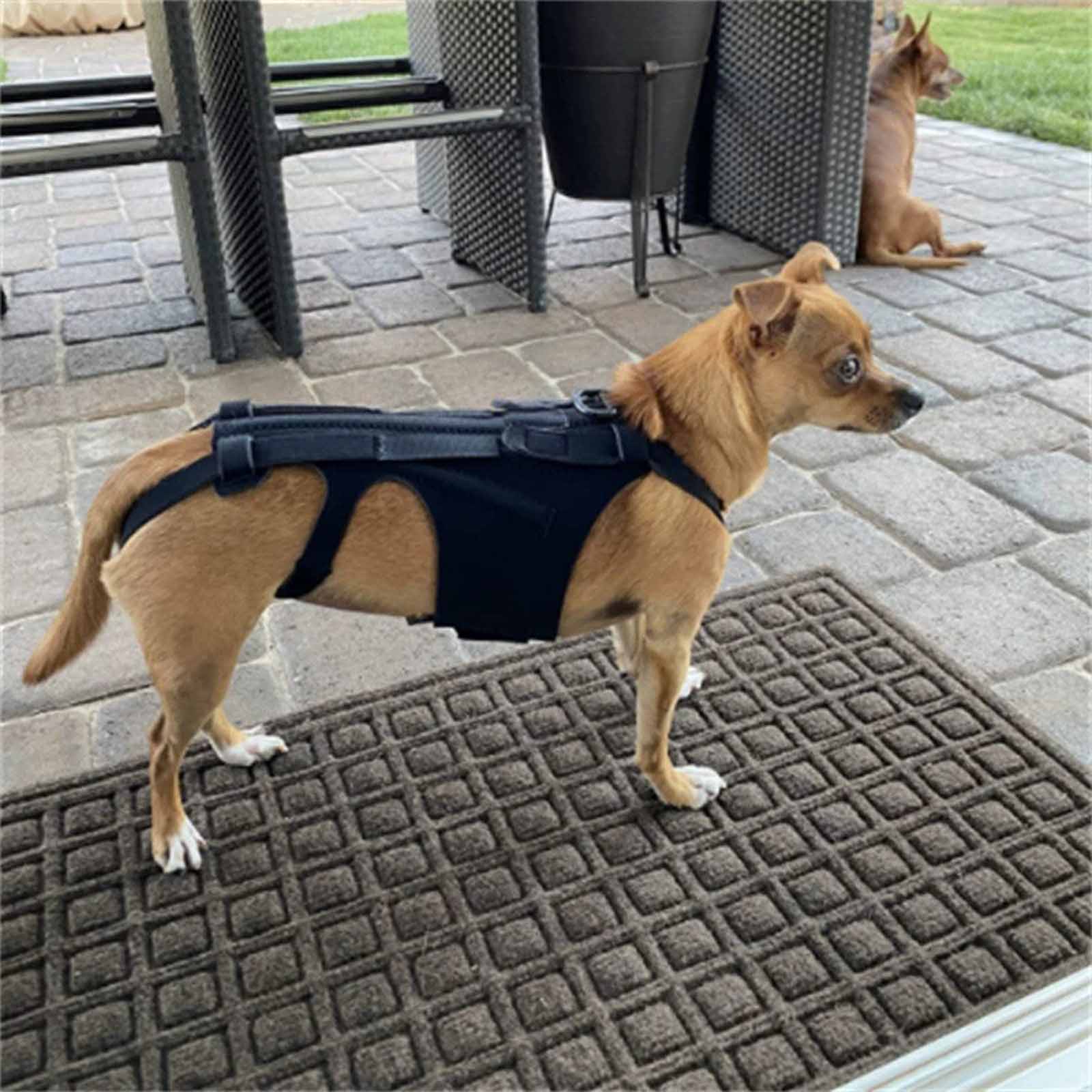 

Adjustable Dog Back Brace –Relief Support for , Helps with Spinal Injury Recovery, Pain Relief, and Post- Rehabilitation S чёрный