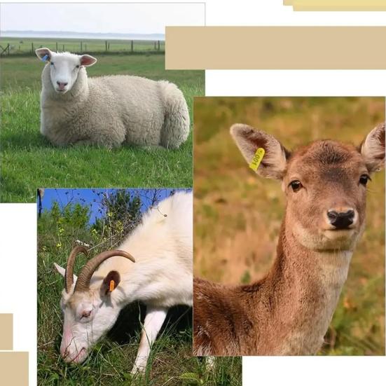Sheep Ear Tags 001-100 Number Tags Livestock Animal Tags Ear Tag Applicator for Cows Goats Sheep Pigs Farm Animals
