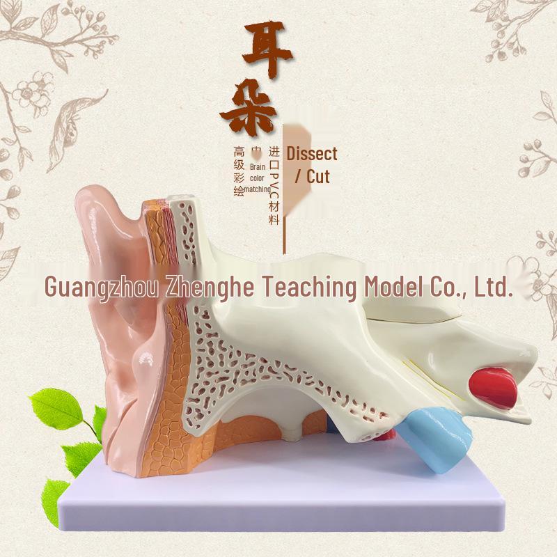 Inner Ear Labyrinth Anatomy Model: Otorhinolaryngology Teaching Tool for Auditory System 34x23x23 cm