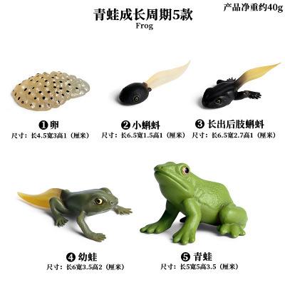 

Montessori life cycle le cycle de vie English Placa De Video Frog Butterfly Seeds Cyclus Bij Ant teaching aids Educationals Toys хаки