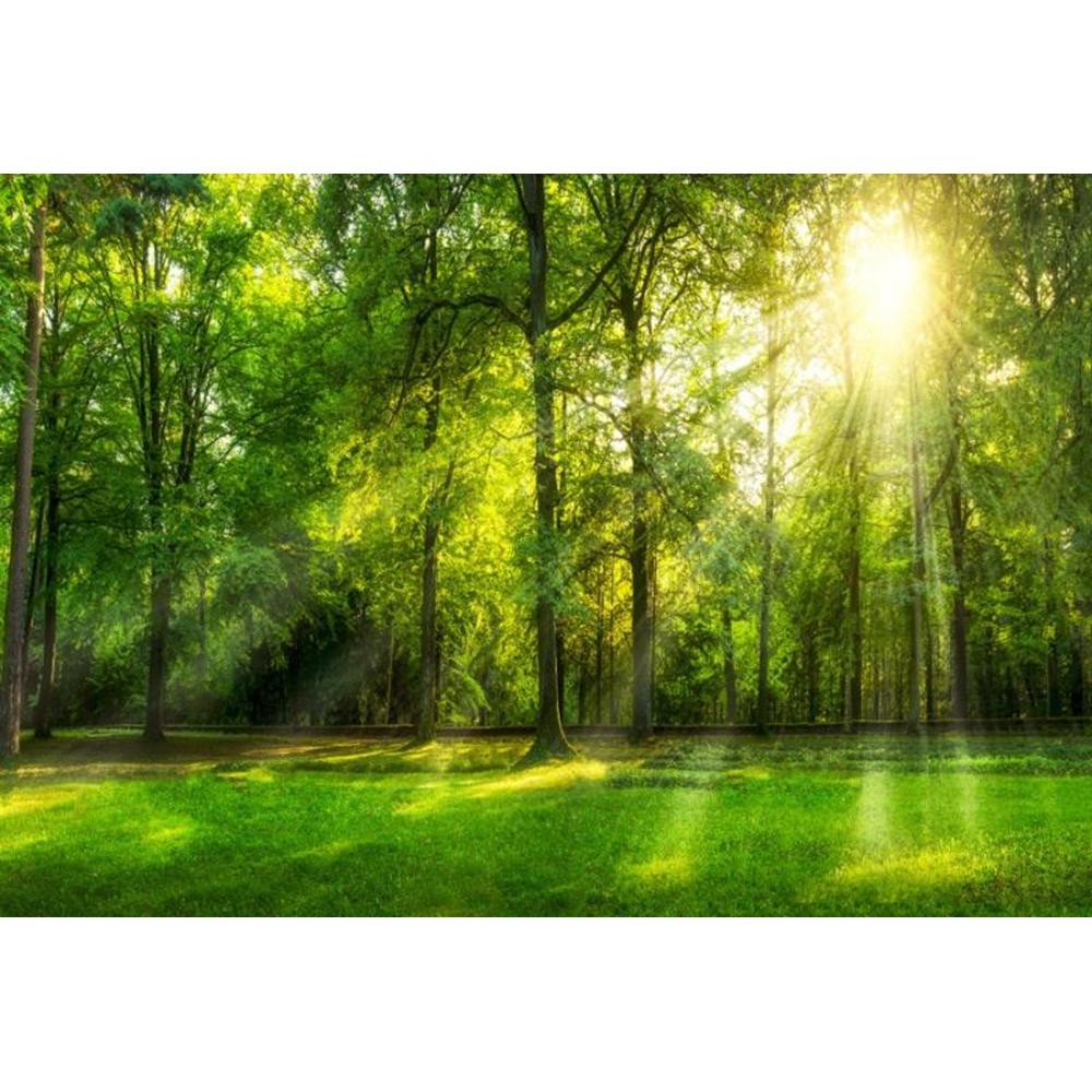 Spring Forest Backdrop Tropical Jungle Rainforest Backdrops for Photography Camping Adventure Birthday Background Photo Studio
