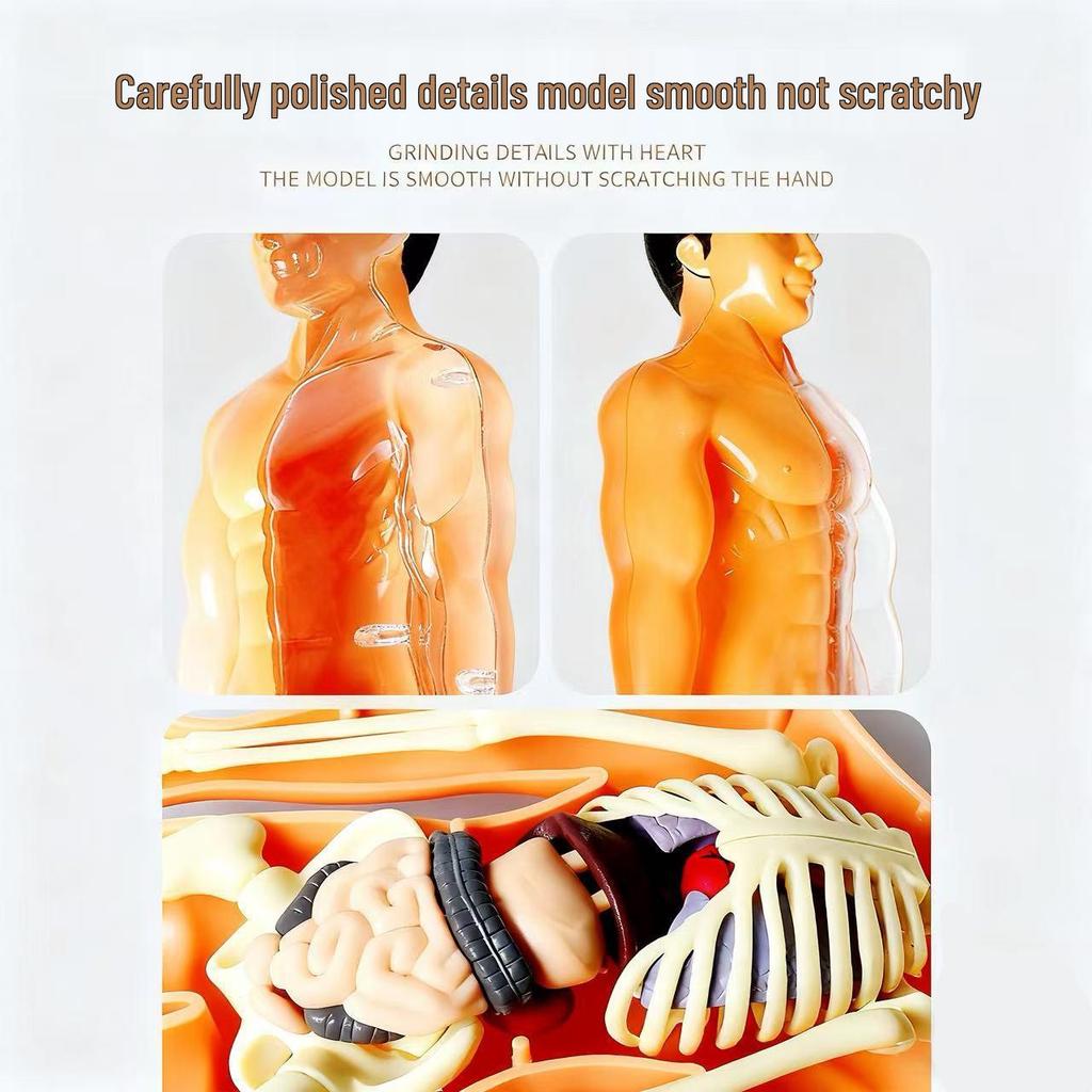 Children's Human Body Model Educational Toy - Skeleton and Torso Assembly for Early Science Learning
