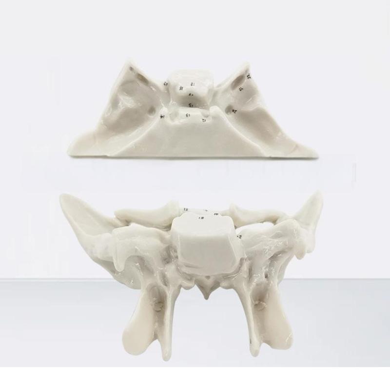 Human Skeleton Anatomical Model Temporal Bone Model Teaching Aid Human Ethmoid Bone Model for Science Class