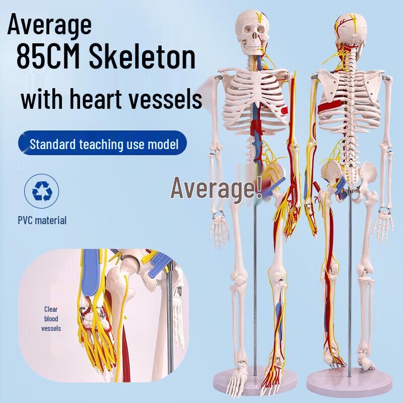 85CM Human Skeleton Model with Heart and Vessels