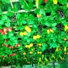 Vite Artificiale Vite d'Uva Vite d'Uva Fruttata Nuovissimo