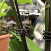 20Pcs Plant Support Clips Garden Clips Flower Orchid Stem Clips Vine Support
