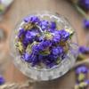 Dried Forget Me Not Flowers Scented Herbal Tea Camellia Blossom Loose Leaf