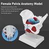 Pelvic Floor Anatomy Model Removable Colored Female Pelvis Model for Midwifery Teaching