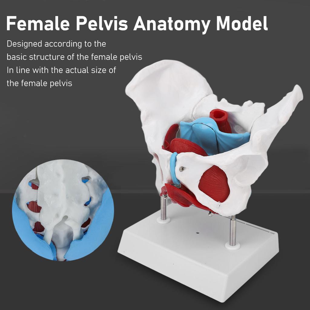 Pelvic Floor Anatomy Model Removable Colored Female Pelvis Model for Midwifery Teaching