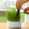 -Tray Hydroponic Cat Grass Box Wheatgrass Bean Sprouts Germination Tray Nursery
