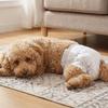 10PCS Super Absorption Dog Physiological Pants Breathable Disposable Diapers  Dog Travel