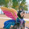 Butterfly Wing for Dog Cat Halloween Costume Festival Dress Up Photo Props Costume Balloon Wing Pretend Playing