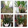 Tool Smart Garden Care Monitor Plants Planting Humidity Meter Soil Hygrometer Soil Moisture Sensor