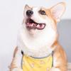 Sıcak Evcil Hayvan Karın Yeleği Su Geçirmez Soğuktan Korur Islak Köpek Karın Örtüsü Koruyucu Kemer Corgi Kısa Köpekler İçin