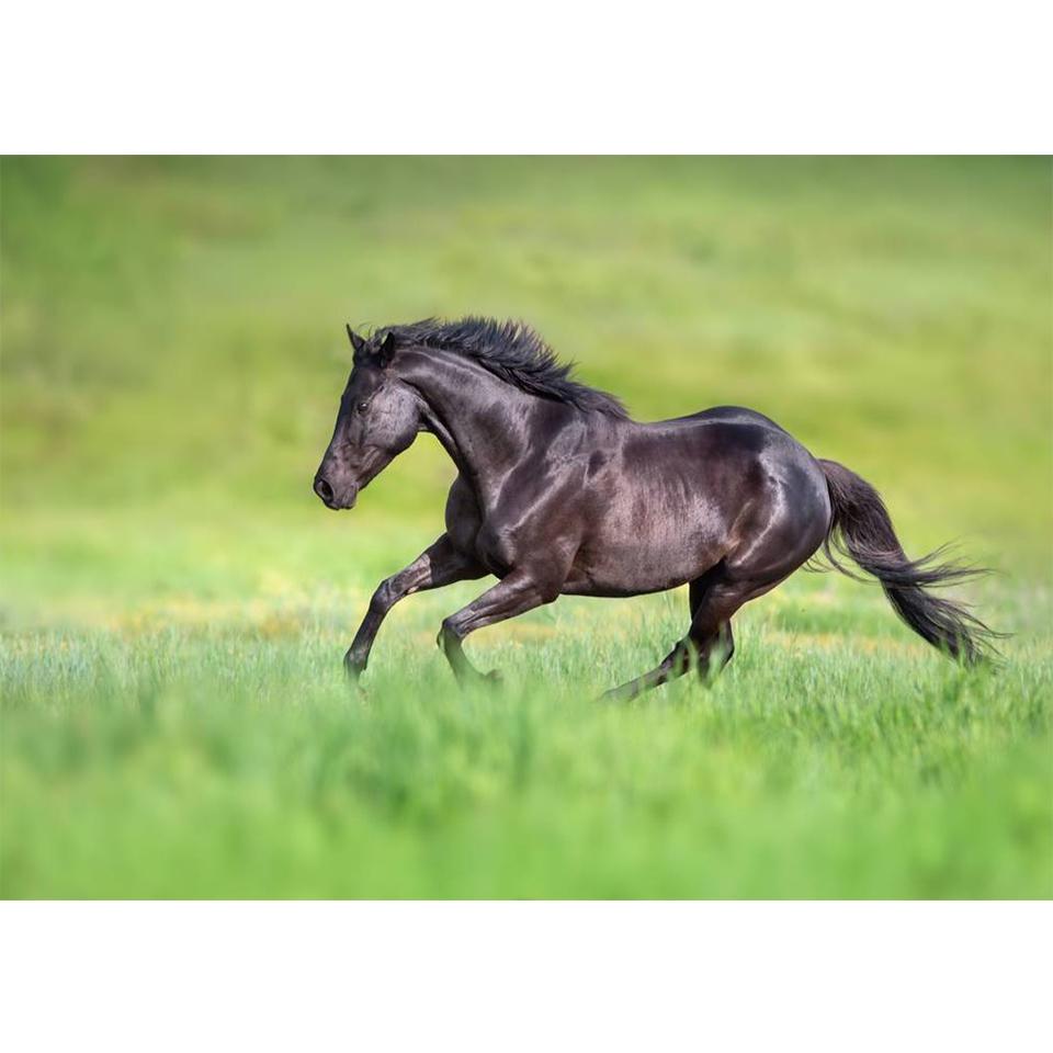 5D DIY Diamond Painting Animal Cross Stitch Kit Full Diamond Embroidery Horse Rhinestone Picture Mosaic Home Decoration Gift