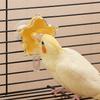 Adjustable Bird Foraging Toy Plastic Bird Interactive Toy Parrot Toy  Pet Parrot