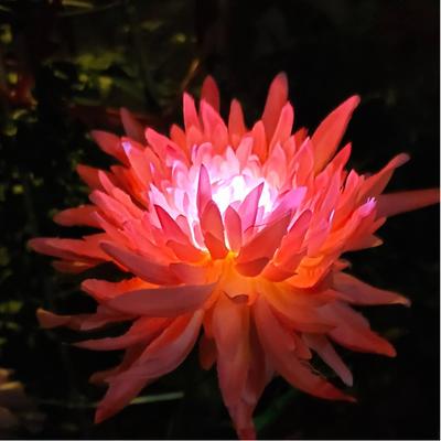 Solar Chrysanthemum Garden Lights Decorative Landscape Lighting Outdoor for Pathway,Garden, Patio, Yard, Walkway,Garden, Flowerbed, Fence