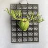 Orchid Fern Planting Board Dendrobium Gardening Hanging Board Black Staghorn Fern Board