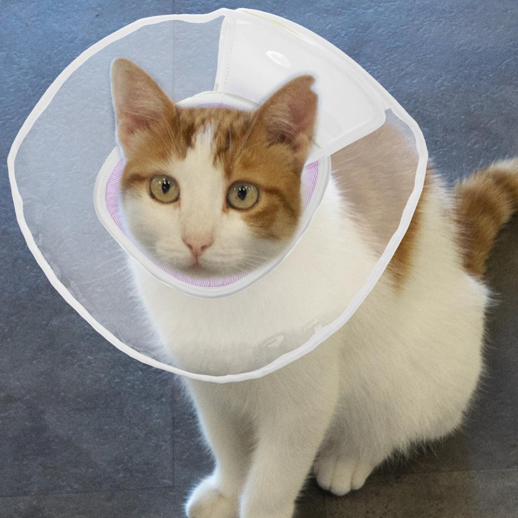 Soft Conical Collar Breathable Pet Recovery Necklace Post Surgery Anti Licking Scratch Dog Accessories