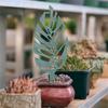 2pcs Greenhouse Arrangement Plant Climbing Stake Stand Plastic Vines Holder Fixed Rod  for Garden