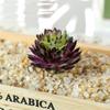 2pcs Colorful Fake Plant Plastics Artificial Flower Artistic Echeveria Chihuahuaensis  Home Decor
