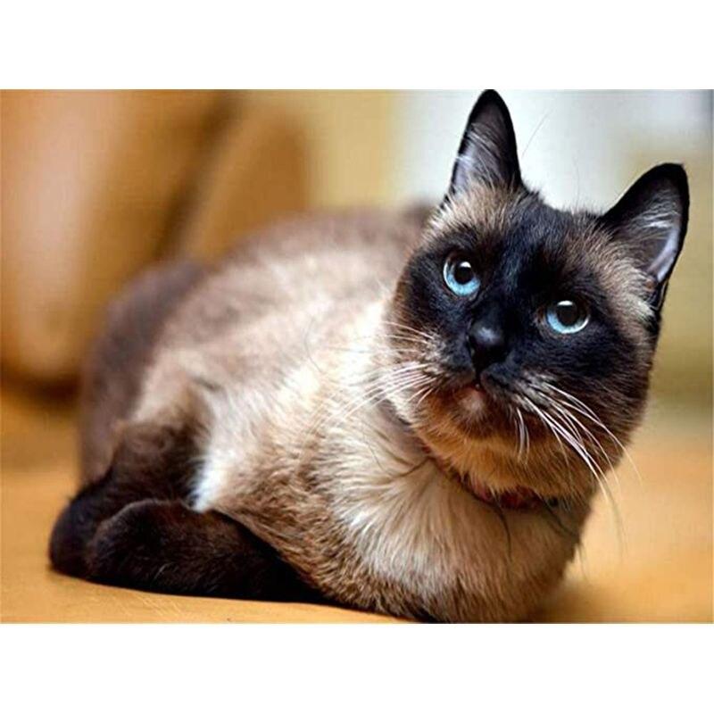 Full Drill Square&;Kulatý diamantový obraz Black Faced Cat Diy Sale Výšivka Animal Home Decoration dárek
