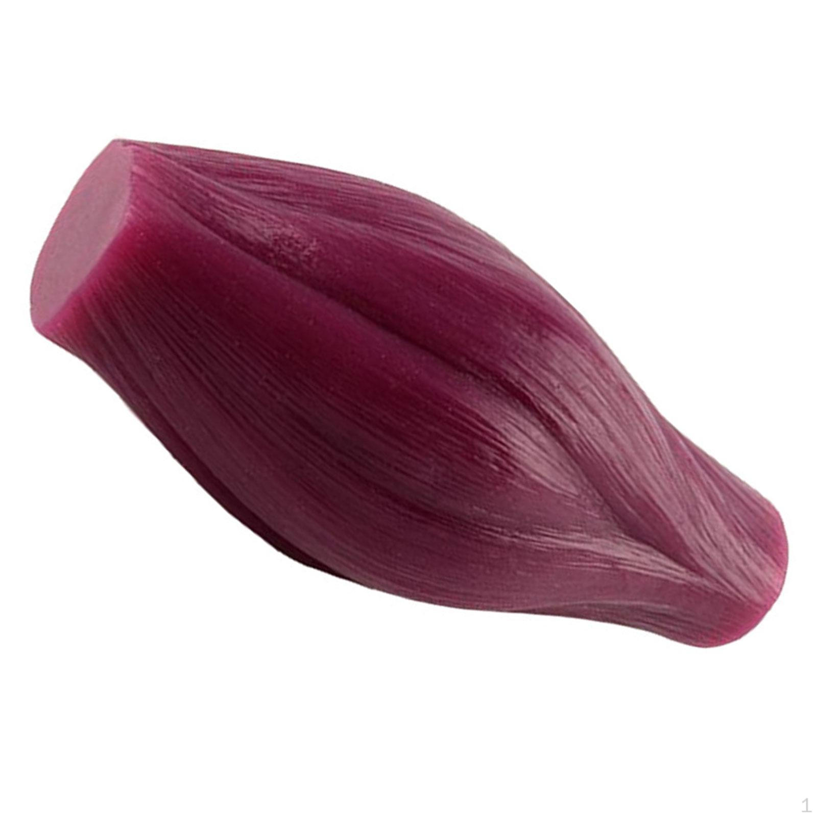 

Muscular System Model Scientific Life Size Display Realistic Teaching Tool for Learning