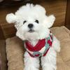 Dog Knitted Sweater Teddy Small Dog Cat Bigbear Pomeranian Schnauzer Yorkshire Pet Clothes Autumn/Winter