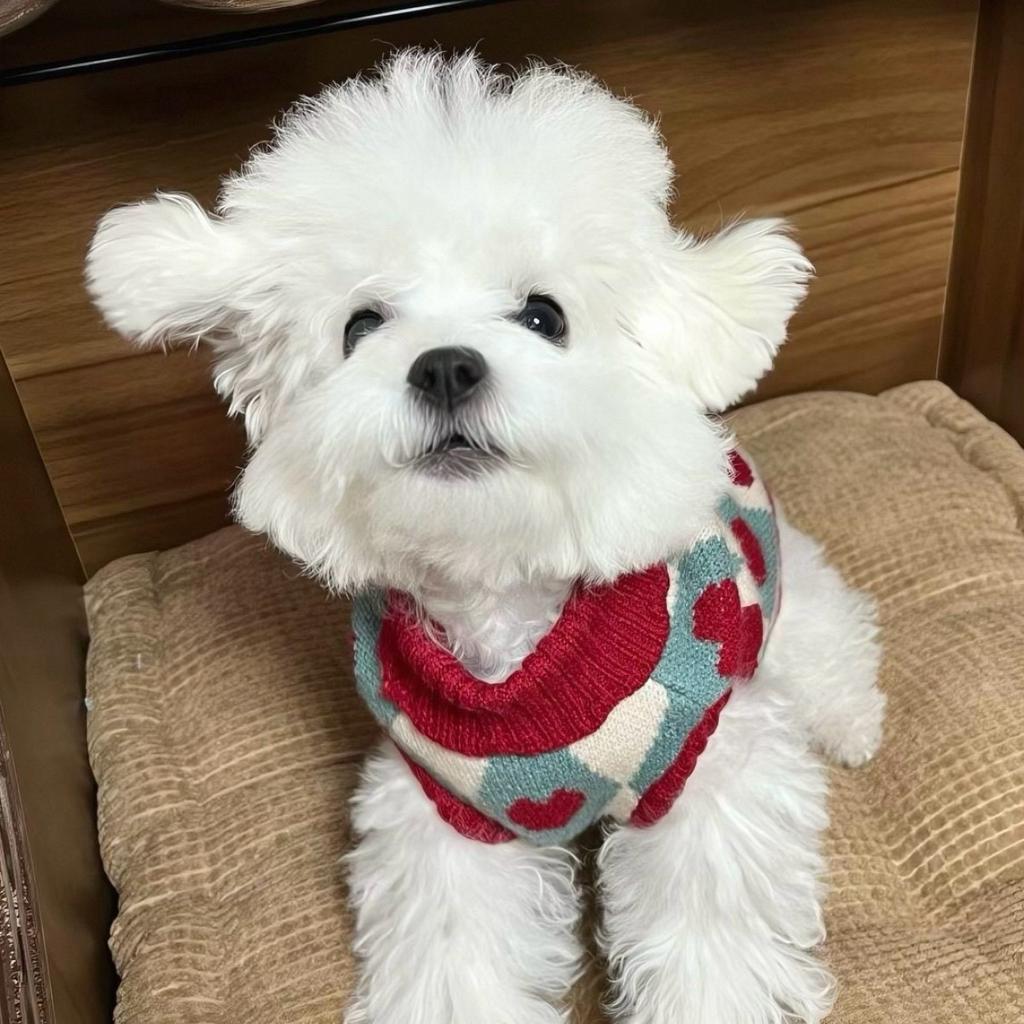 Dog Knitted Sweater Teddy Small Dog Cat Bigbear Pomeranian Schnauzer Yorkshire Pet Clothes Autumn/Winter