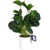 Artificial Ficus Plant In a White Pot - Interior Decoration