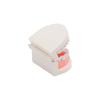 1Set 28 Teeth Dental Lab Model With Soft Gums Adult Standard Denture Demonstration Teaching Tool For Dentist Patient Education