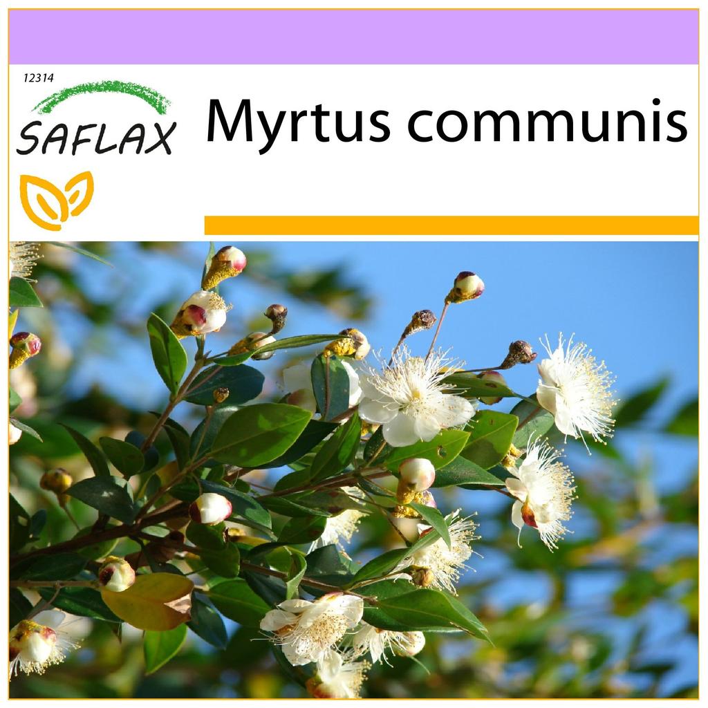 SAFLAX Mirt Prawdziwy - 30 nasion - Myrtus communis