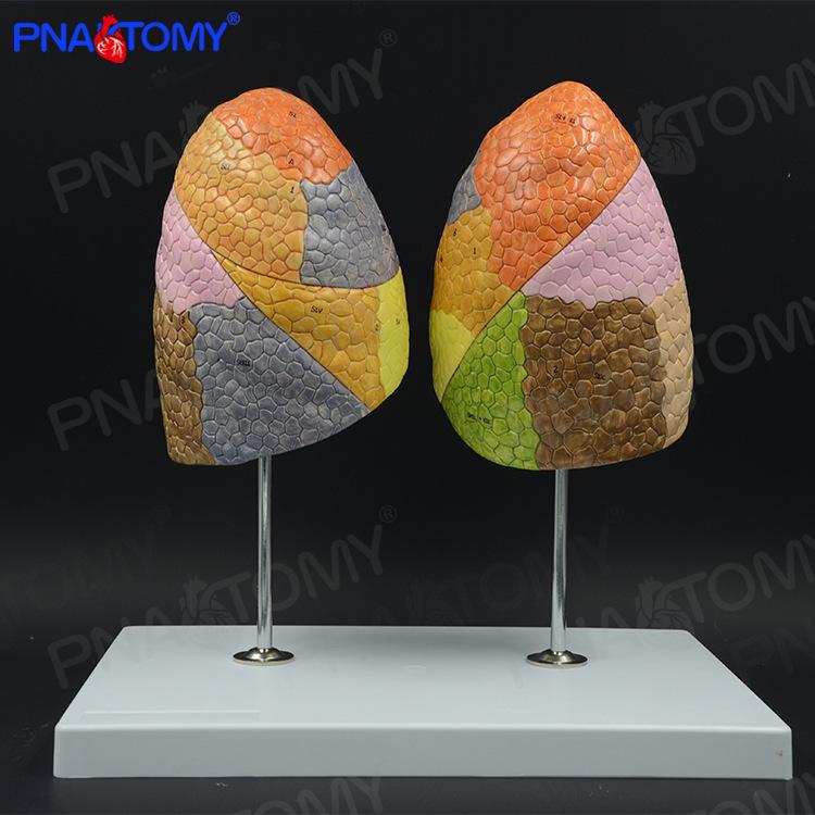 Color-Coded Lung Anatomy Model for Pulmonology & Thoracic Surgery 33x23x31 cm / 13.0x9.1x12.2 in