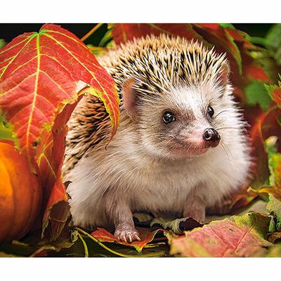 Diamant-Malerei, Tier-Igel, Diamant-Stickerei, Tier-Kreuzstich, Strass, Heimdekoration