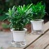 Podocarpus Bonsai: Easy-care, Evergreen Indoor Plant That Absorbs Formaldehyde. Comes Potted and Perfect for All Seasons.