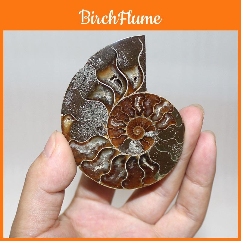 Elegant Pair Natural Ammonite Fossil Conch Specimen For Healing And Home Decor