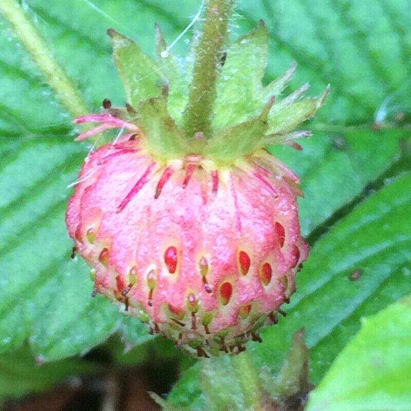 Fragaria moschata - fragola muschiata 15 semi freschi