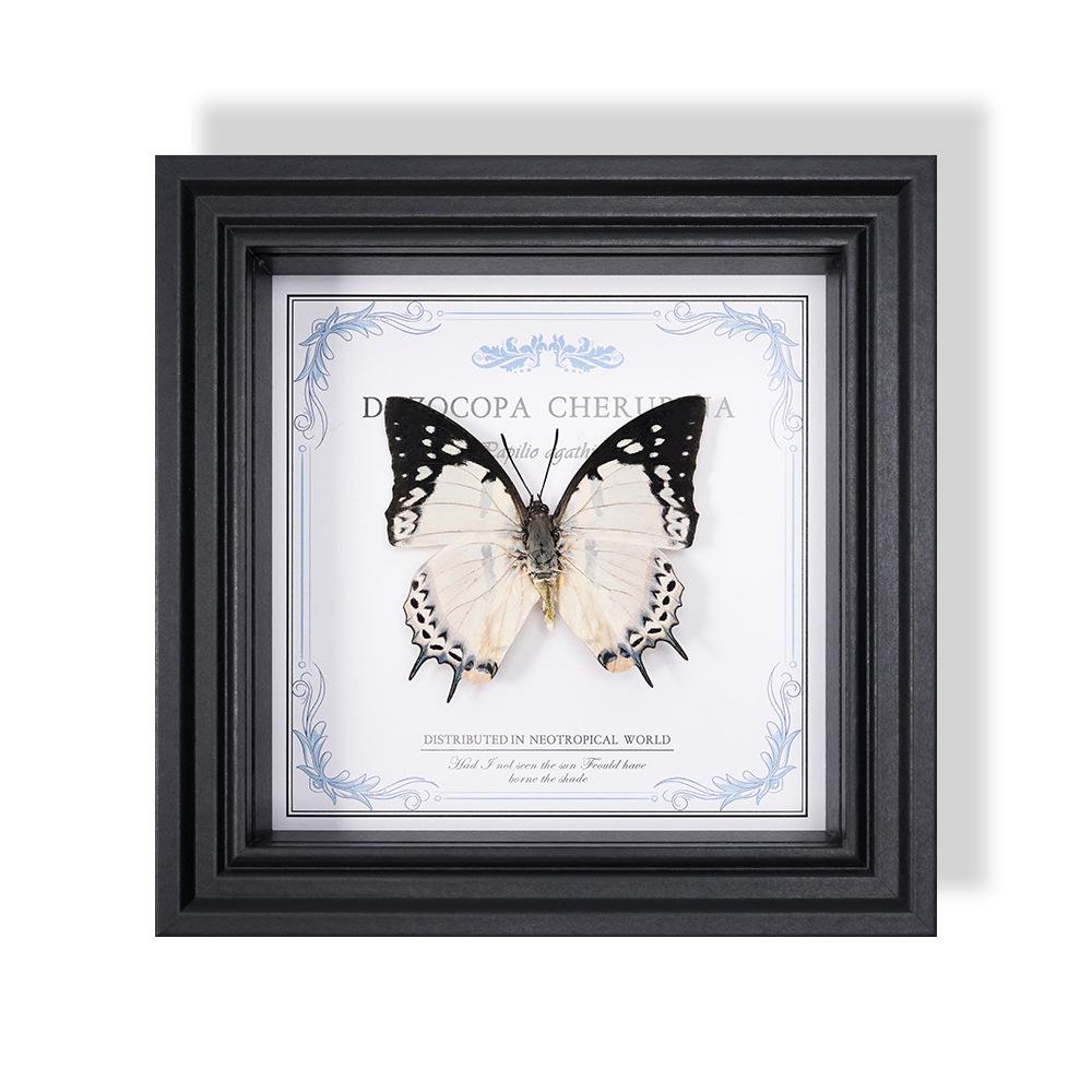 Wall-Mounted Butterfly Specimen Photo Frame: Home Decor & Gift for Valentine's Day, Qixi, Birthday, Couples & Insect Lovers
